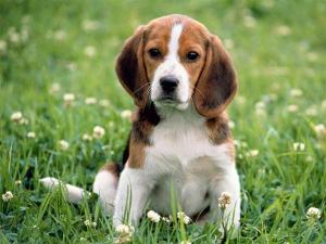 anjing beagle 